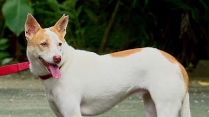 ಮಂಗಳೂರಿನ ಬೀದಿನಾಯಿ ಪಿಂಕಿ ಕ್ಯೂಟೆಸ್ಟ್ ಇಂಡಿಯನ್ ಡಾಗ್