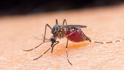 India records a 24% decline in malaria cases in 2017: WHO report