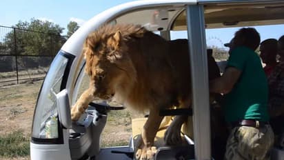 ടൂറിസ്റ്റുകള് സഞ്ചരിച്ച വാഹനത്തിലേക്ക് ചാടിക്കയറി സിംഹം