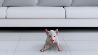 రవిబాబు 'అదుగో' టీజర్!