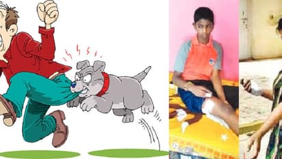 Street dog menace resurfaces in Bengaluru, sterilisation not solving the problem