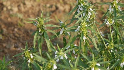 ತುಂಬೆ ಗಿಡದ ತುಂಬಾ ತುಂಬಿದೆ ಆರೋಗ್ಯ