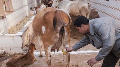 గో మూత్రం తాగండి, నేనూ తాగుతున్నా.. కరోనాకు విరుగుడు చెప్పిన బిజెపి ఎమ్మెల్యే