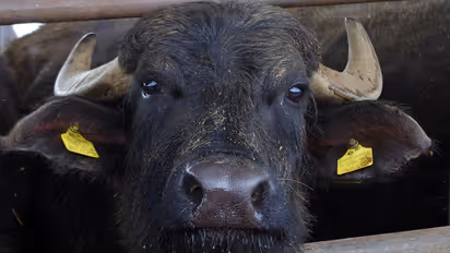 Media manager, who lost his job during lockdown, starts dairy business; tastes success
