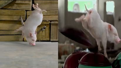 రేయ్ పంది ఒకసారి చెప్తే అర్ధం కాదా..? మనిషిలా పదిసార్లు చెప్పించుకుంటావా..? 'అదుగో' ట్రైలర్..!