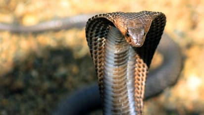 വായില് രാജവെമ്പാല കടിച്ചാലോ!; കൊള്ളാം മനോഹരമെന്ന് ഇവര്...