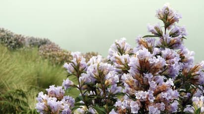 കൊളുക്കുമലയിലെ നീലക്കുറിഞ്ഞി കാഴ്ചകള് കാണാം