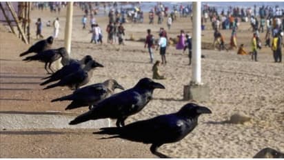 ಕೋಳಿ ಅಂಗಡಿಗೆ ಕಾಗೆ ಮಾಂಸ ಪೂರೈಕೆ!