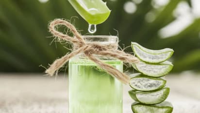 চুলের যত্নে অ্যালোভেরা! জানুন কী উপায় পাবেন নজর কারা চুল