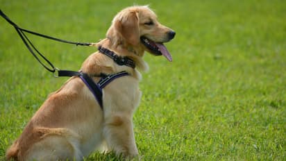 വീട്ടില് വളര്ത്തുനായ്ക്കളുള്ളവര് സൂക്ഷിക്കുക; പതിയിരിക്കുന്ന അപകടം തിരിച്ചറിയുക!