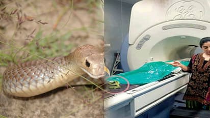 గాయపడిన పాముకు చికిత్స.. ఎంఆర్ఐ, సీటీ స్కాన్