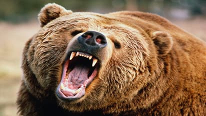 కరీంనగర్‌లో ఎలుగుబంటి హల్‌చల్...పరుగులు పెట్టిన పేపర్ బాయ్స్