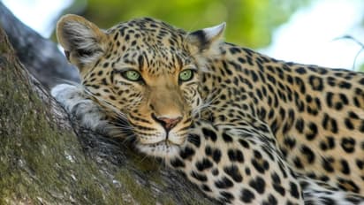 പാലക്കാട് കെണിയില് കുടുങ്ങി അവശനിലയിലായ പുലി ചത്തു