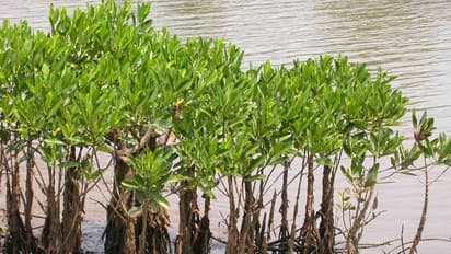 ಸಸ್ಯ ಪ್ರಪಂಚದಲ್ಲೊಂದು ವಿಸ್ಮಯ! ಕಾಂಡ್ಲಾ ಸಸ್ಯದಲ್ಲಿದೆ ಈ ವಿಶೇಷ ಗುಣ