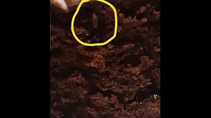 Hyderabad: IKEA customer tweets photo of fly in chocolate cake; furniture company trolled on social media