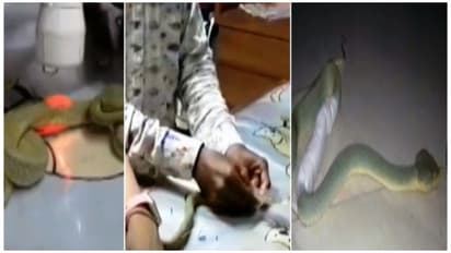 பாம்புக்கு “எம்ஆர்ஐ ஸ்கேன்” : பிழைக்க வைத்த பாசக்காரன்...!