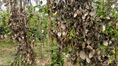 പ്രളയം കഴിഞ്ഞിട്ടും തീരാസങ്കടങ്ങളില് പുല്പ്പള്ളിയിലെ കര്ഷകര്