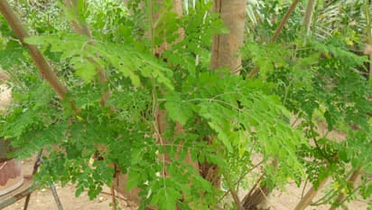 முருங்கை கீரையின் பயன்கள் கோடி..!