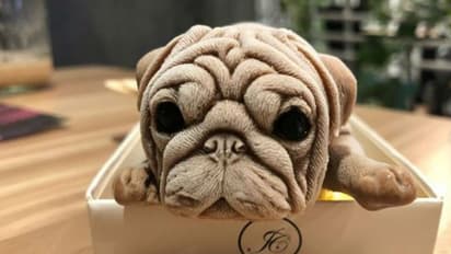 കാഴ്ചയ്ക്ക് നല്ല സുന്ദരന് പട്ടിക്കുഞ്ഞുങ്ങള്; പക്ഷേ ഇത് കഥ വേറെയാണ്...