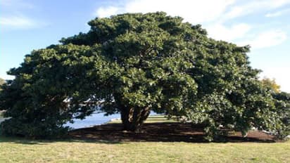 40 ವರ್ಷಗಳ ನಂತರ ದೊರಕಿದ ಕೊಲೆಯಾದ ವ್ಯಕ್ತಿಯ ಶವ