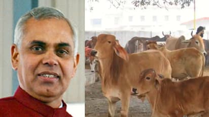 ജേഴ്സി പശുക്കളുടെ പാല് അക്രമവാസന വളര്ത്തും: ഹിമാചൽ ഗവർണർ