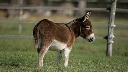 ಮರಿ ಕತ್ತೆ ಕಥೆ ಗೊತ್ತಾ?