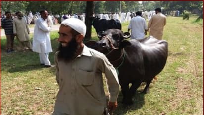 ನವಾಜ್ ಇಟ್ಕೊಂಡಿದ್ದ ಎಮ್ಮೆ ಹರಾಜು ಹಾಕಿದ ಇಮ್ರಾನ್!