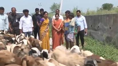 గొర్రెల కాపరిని సర్ప్రైజ్ చేసిన ఎంపీ కవిత ( వీడియో)