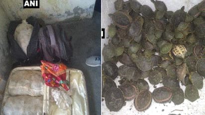 750 जिंदा कछुओं के साथ तस्कर को जीआरपी ने किया गिरफ्तार
