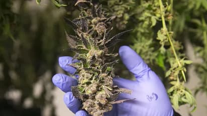 കഞ്ചാവ് നിയമവിധേയമാക്കുന്ന ആദ്യ ഏഷ്യന് രാജ്യമാകാന് മലേഷ്യ