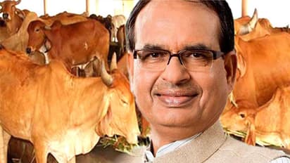 गोरक्षा के लिए शिवराज ने लिया यह बड़ा फैसला