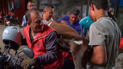 ഇങ്ങനെയല്ലേ പശുക്കളെ സംരക്ഷിക്കേണ്ടത്?