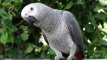 ಒಡತಿ ಇಲ್ಲದಾಗ ಭರ್ಜರಿ ಶಾಪಿಂಗ್ ಮಾಡಿದ ಗಿಳಿ!