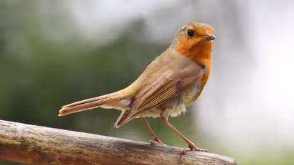 Minnesota: Birds, drunk on berries, create ruckus in neighbourhood