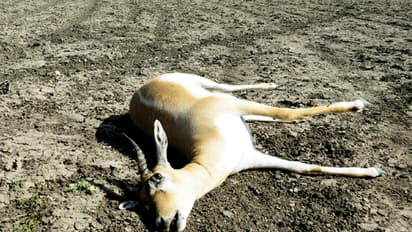 ಒಂದು ವಾರದಲ್ಲಿ 25 ಜಿಂಕೆಗಳ ಸಾವು