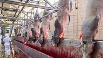 ಸ್ಮಾರ್ಟ್ ಸಿಟಿ ಮಾಡಿ ಅಂತ 15 ಕೋಟಿ ಕೊಟ್ರೆ ಕಸಾಯಿಖಾನೆಗೆ ಕೊಟ್ಟ ಸಚಿವ