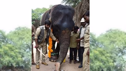Telangana: Nehru Zoological Park officials celebrate elephant Rani's 80th birthday