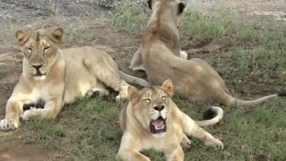 गुजरात के गिर में शेरों को बचाने के लिए टीकाकरण शुरु