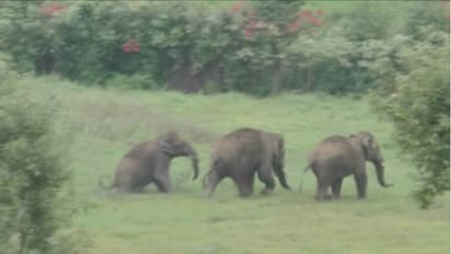 ದೇಶದಲ್ಲೇ ಅತಿ ಹೆಚ್ಚು ಆನೆ ಹೊಂದಿರುವ ಕರ್ನಾಟಕದಲ್ಲಿ 3 ವರ್ಷದಲ್ಲಿ 283 ಆನೆ ಸಾವು!