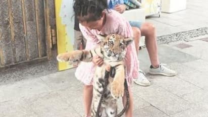 ഇവളുടെ സുഹൃത്ത് ഈ കടുവക്കുട്ടിയാണ്