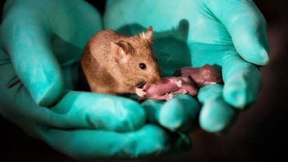 പെണ്എലികള് ഇണചേര്ന്ന് കുഞ്ഞെലികള് പിറന്നു; നിര്ണായക നേട്ടമെന്ന് ശാസ്ത്രലോകം