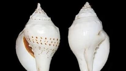 ಮನೆಯಲ್ಲಿ ಶಂಖವಿದ್ದರೆ ಖುಲಾಯಿಸುತ್ತದೆ ನಿಮ್ಮ ಅದೃಷ್ಟ!