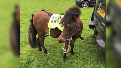 കാഴ്ചയില്ല; പക്ഷെ, സഹായി ആയി ഇനി കുതിര വരും