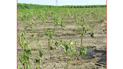 ಮೆಣಸಿನ ಬೆಳೆಗೆ ಕೊಳ್ಳಿ ಇಟ್ಟ ಕಂಪನಿಯೊಂದರ ಔಷಧ