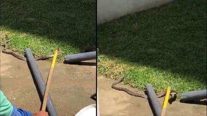 ಏಕದಿನ ಪಂದ್ಯಕ್ಕೂ ಮುನ್ನ ಬೆಚ್ಚಿ ಬಿದ್ದ ಇಂಗ್ಲೆಂಡ್-ಕ್ರೀಸ್ನಲ್ಲಿ ಹಾವು ಪ್ರತ್ಯಕ್ಷ!