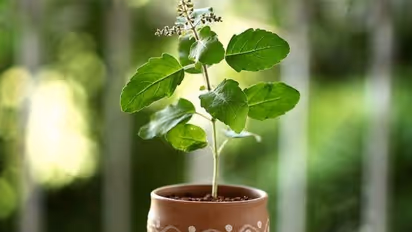 বাড়িতে তুলসী গাছের সঙ্গে লাগান এই গাছ, পরিবারে বজায় থাকবে সুখ শান্তি