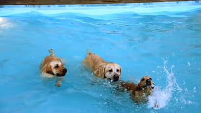 ಬೆಂಗಳೂರಿನಲ್ಲಿ ಸಾಕುಪ್ರಾಣಿಗಳಿಗೆಂದೇ ಇದೆ ವಿಶಿಷ್ಟ ರೆಸಾರ್ಟ್