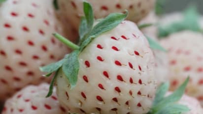 പൈന്ബെറിയെ കുറിച്ച് കേട്ടിട്ടുണ്ടോ; ഈ ഗുണങ്ങള് അറിയാതെ പോകരുത്