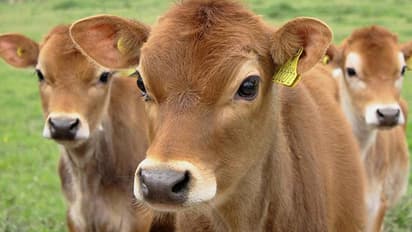 ഉത്തർപ്രദേശിൽ 'പശുക്കുട്ടി'യെ ബലാത്സംഗം ചെയ്ത് കൊന്ന സംഭവത്തില് പ്രതിഷേധം ശക്തമാകുന്നു