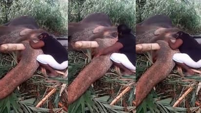 ആനയ്ക്കൊരു താരാട്ട്; അല്ലിയിളം പൂവോ.. ഇല്ലിമുളം തേനോ..